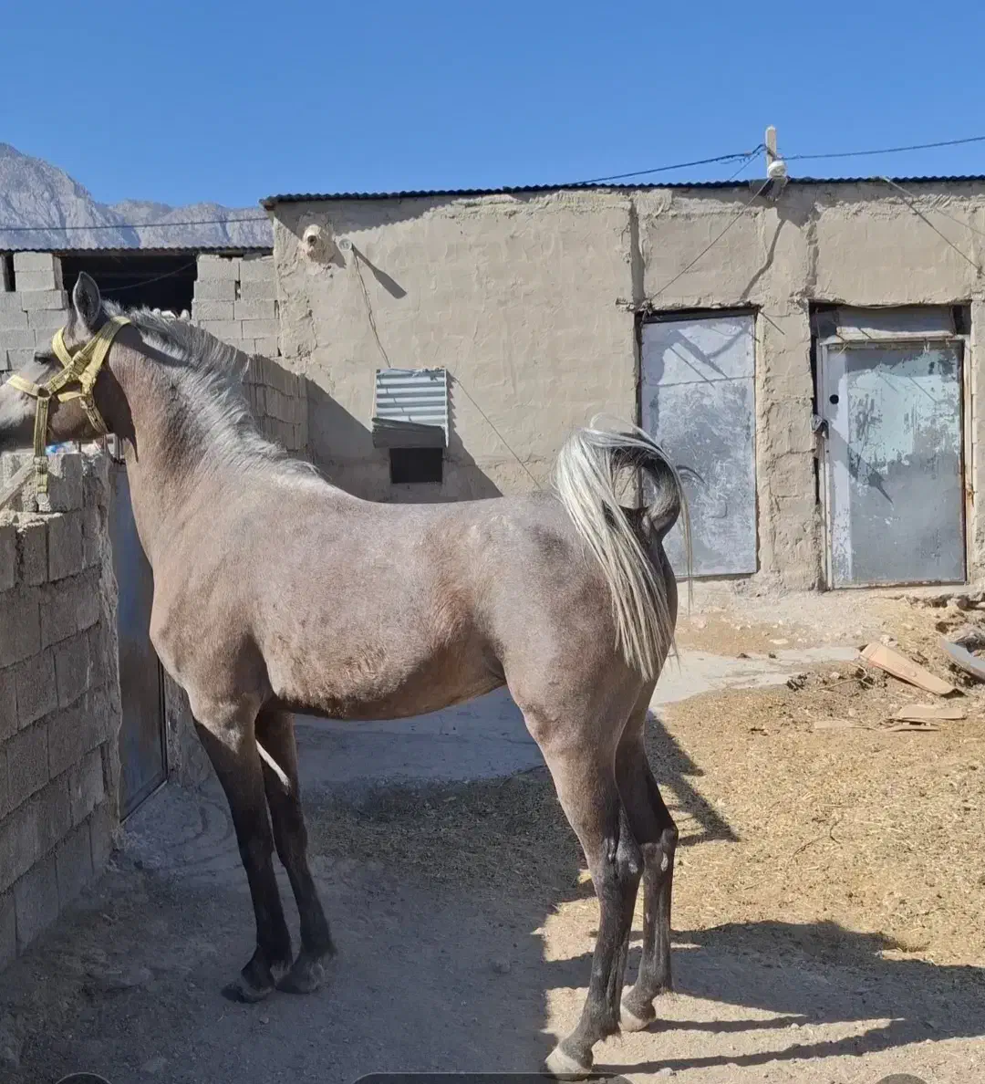 اسب|اسب و تجهیزات اسبسواری|سر آسیاب یوسفی, |دیوار