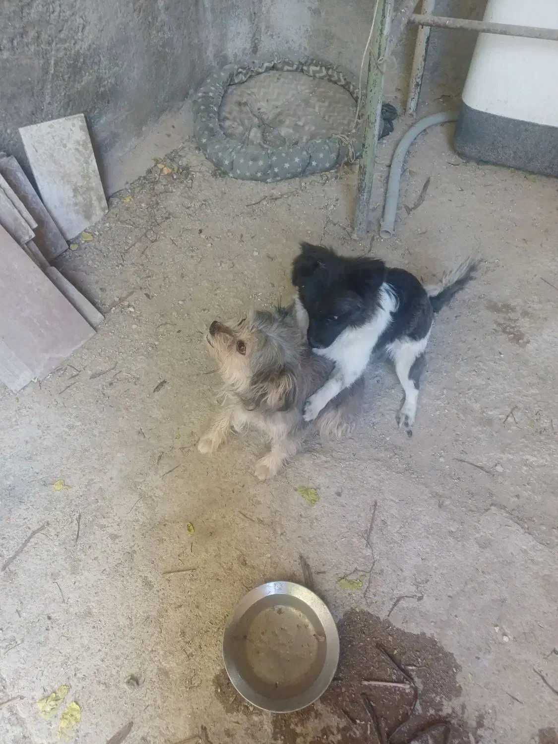 یک جفت سگ پا کوتاه قیمت توافقی|سگ|فارسان, |دیوار