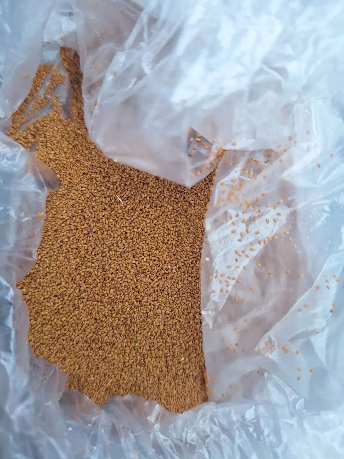 فروش بذر خاکشیر|خوردنی و آشامیدنی|مرودشت, گندم‎|دیوار