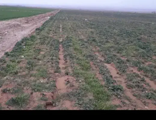 اجاره زمین کشاورزی|اجارهٔ دفتر صنعتی، کشاورزی، تجاری|دورود, |دیوار