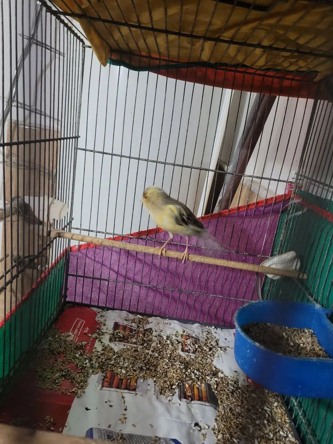 قناری|پرنده|قم, شهرک مهدیه (مدرس)|دیوار