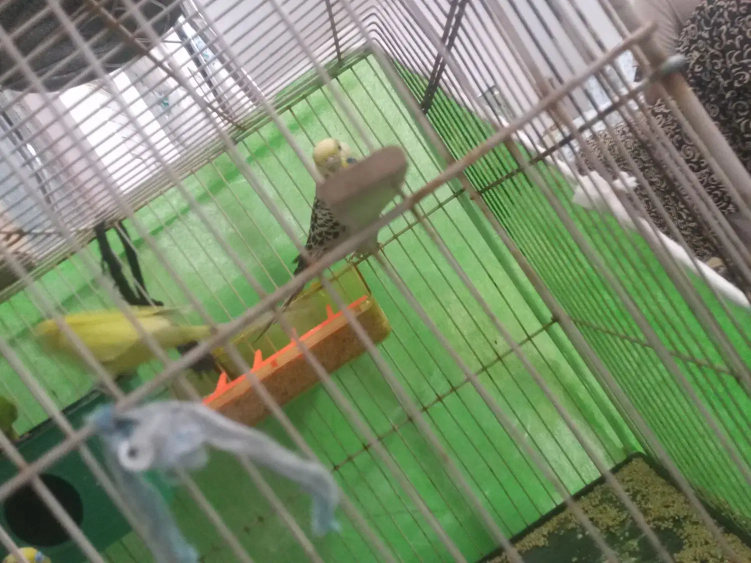 پرنده مرغ عشق بالغ جفتی ۴۵۰تومن|پرنده|مشهد, شهید قربانی|دیوار