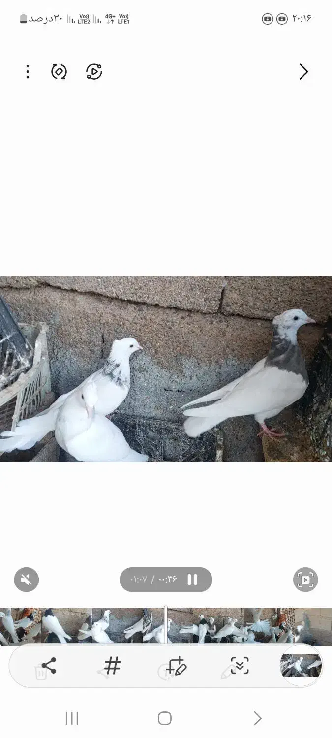 طوقی|پرنده|شوشتر, |دیوار