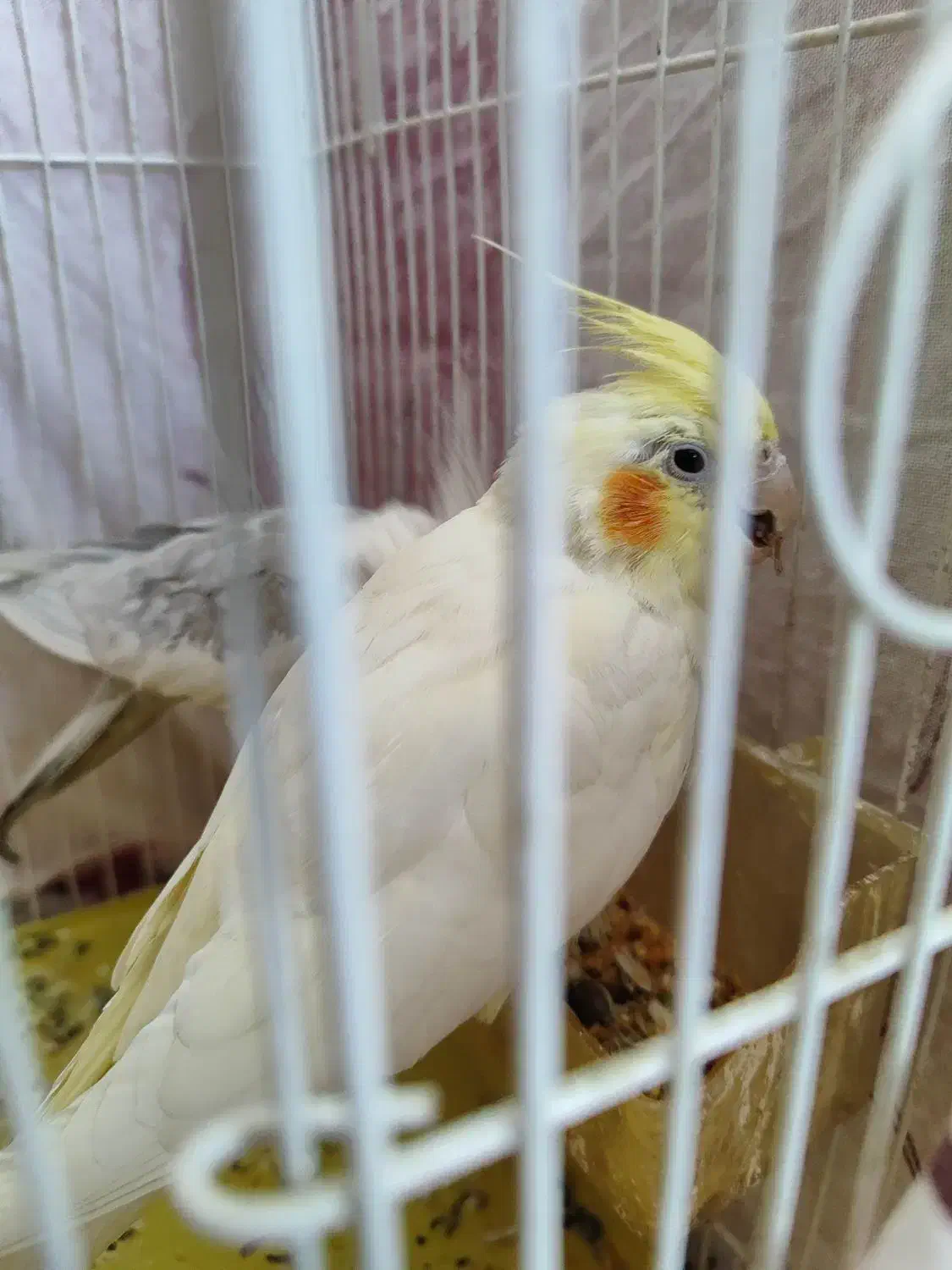 جفت عروس هلندی مولد . نر دستی و صحبتی|پرنده|زاهدان, |دیوار