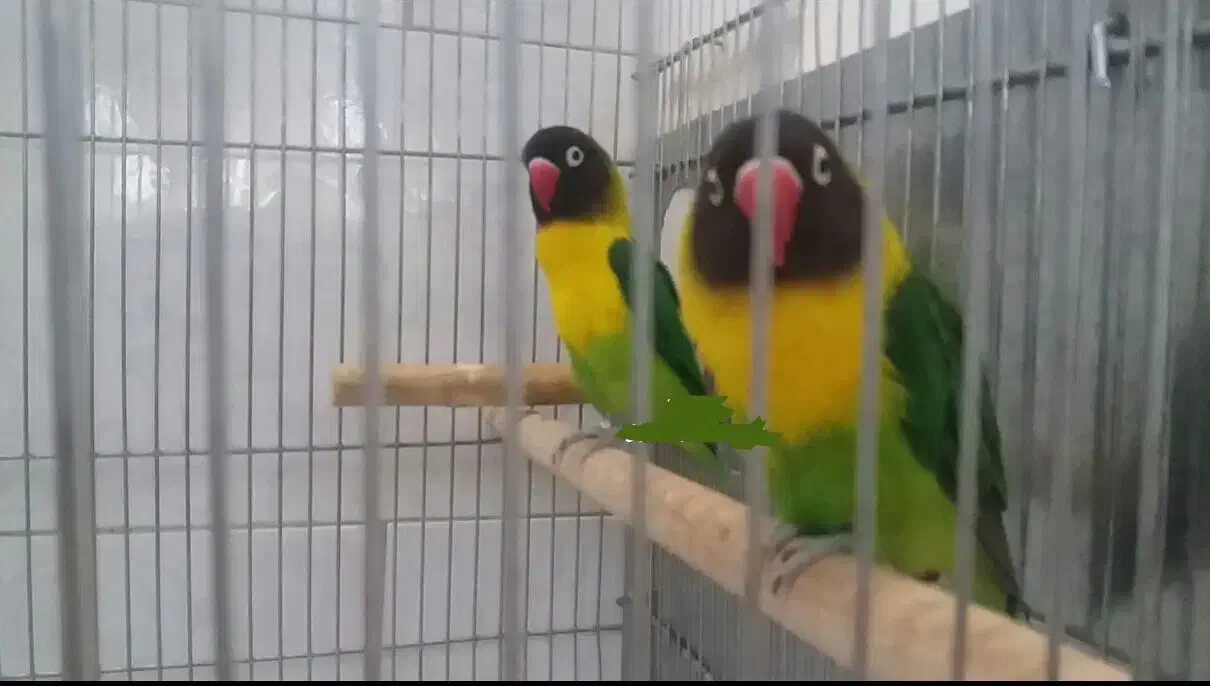 فروش یقه زرد ارجینال|پرنده|مرودشت, ابوذر شمالی|دیوار