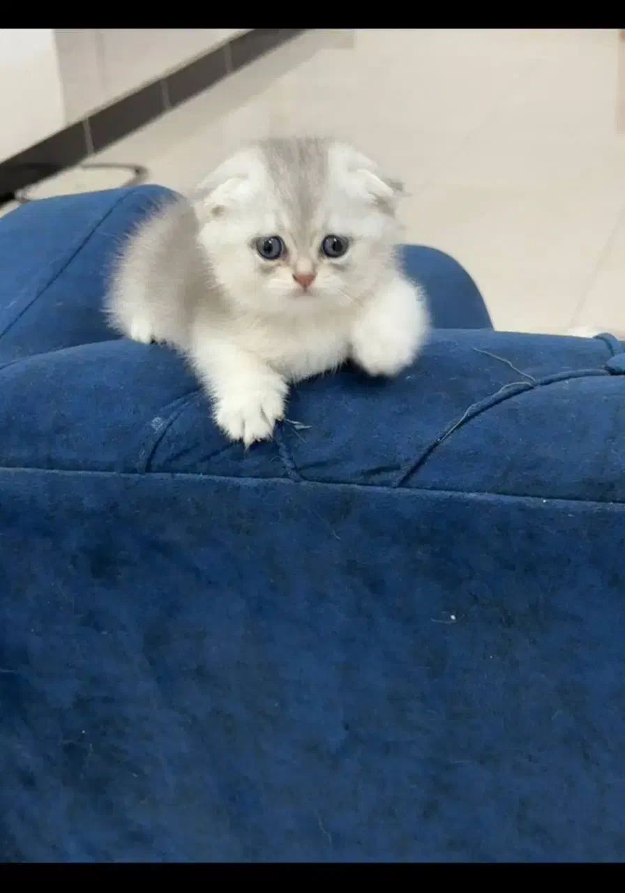 گربه اسکاتیش|گربه|بوشهر, |دیوار