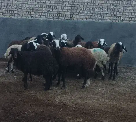 هیجده راس بره ماده و گاو قصر|حیوانات مزرعه|کمیجان, |دیوار