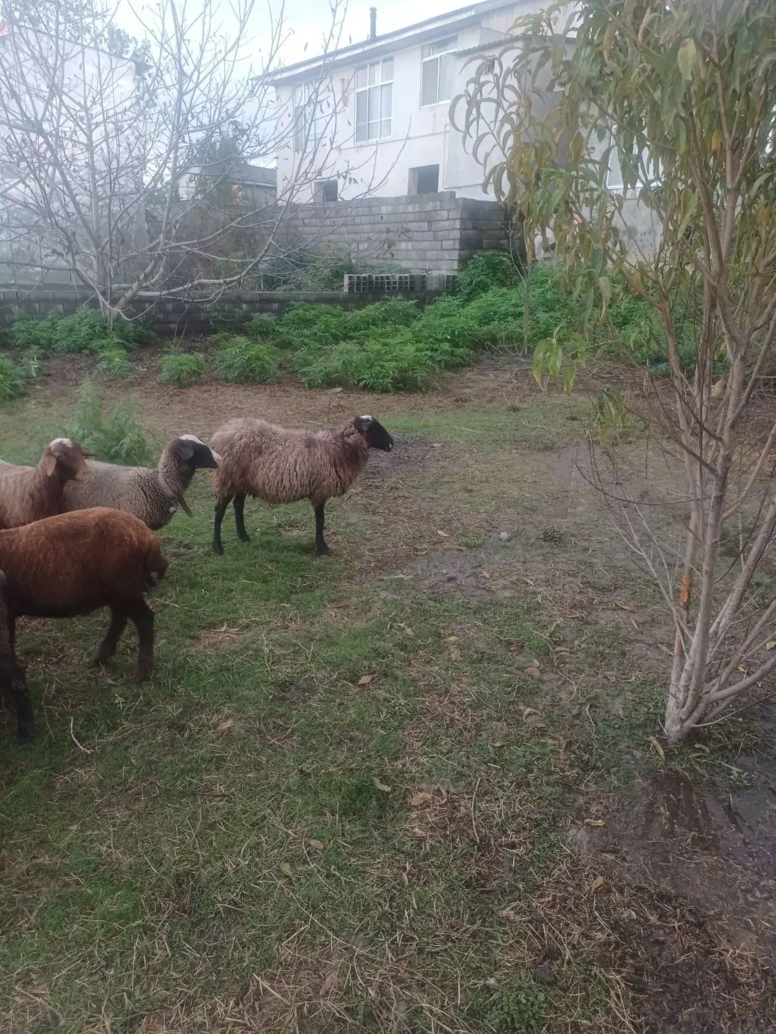 گوسفند رومانوف جنسیت ماده|حیوانات مزرعه|امامزاده عبدالله, |دیوار