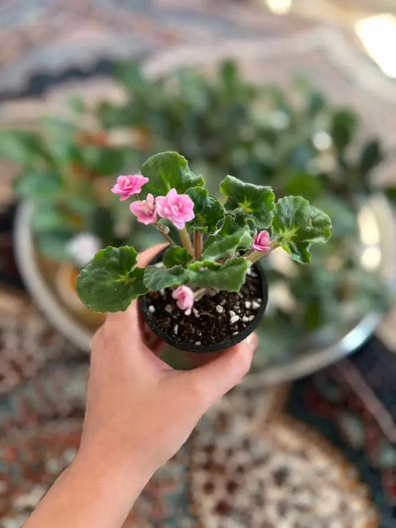 فروش انواع بنفشه آفریقایی|گل و گیاه طبیعی|رحیم‌آباد, |دیوار