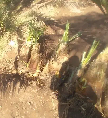 کلیته دونی ۳۵۰ تخفیف ویژه|گل و گیاه طبیعی|جیرفت, |دیوار