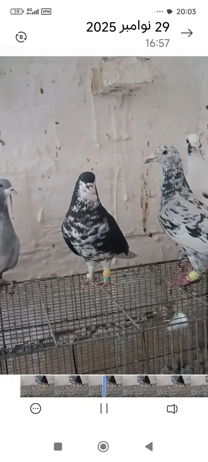 دوبال افشون دوبال سبز|پرنده|شوش, |دیوار