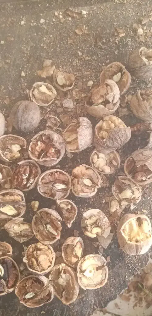 گردو|خوردنی و آشامیدنی|نالوس, |دیوار