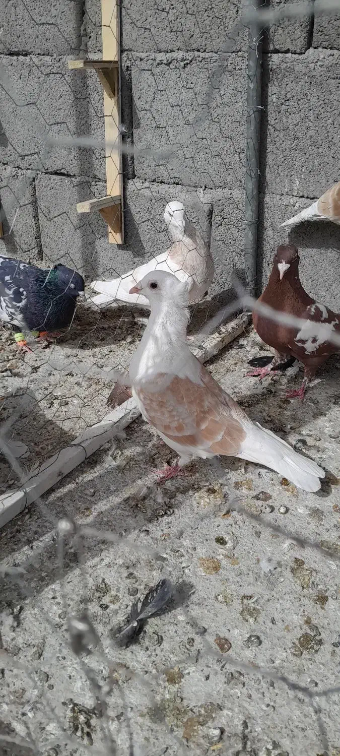 پلنگ، کویتی امری|پرنده|کاشمر, |دیوار