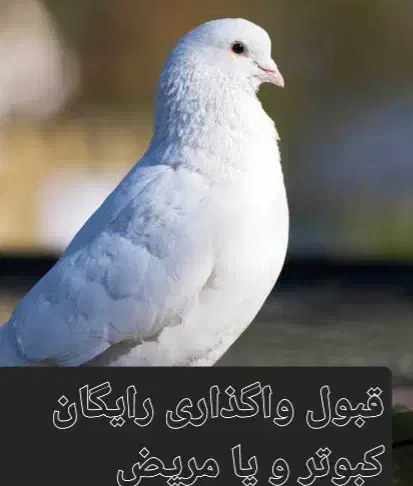 کبوتر|پرنده|بیجار, |دیوار