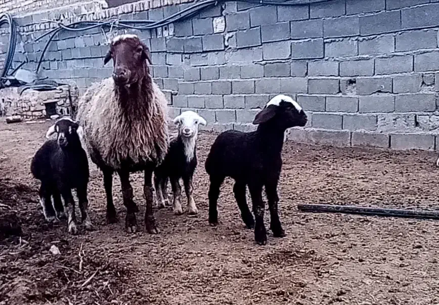 بره نر شیری هترو از میش چارقلو و سه قلوزا|حیوانات مزرعه|قوچان, |دیوار