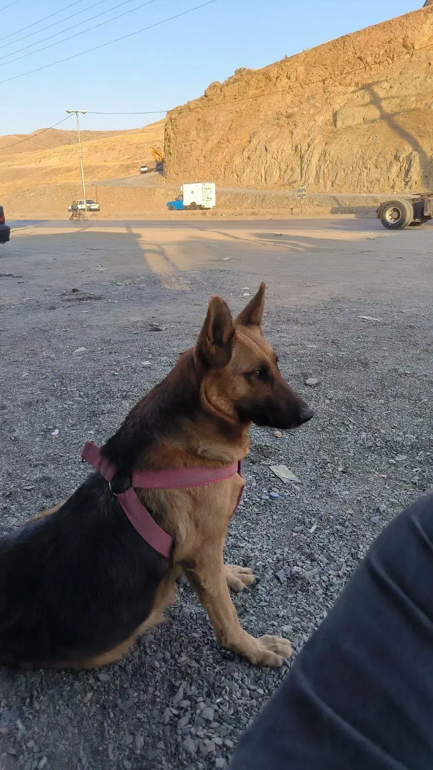 واگذاری سگ ژرمن ماده باردار|سگ|سنندج, |دیوار