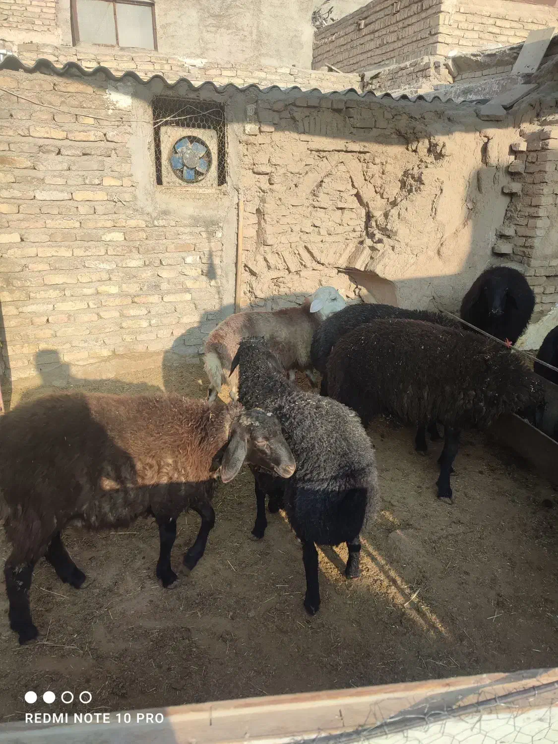تعدادی بره نر مناسب پرواربندی وکشتاری|حیوانات مزرعه|قرچک, پویینک|دیوار