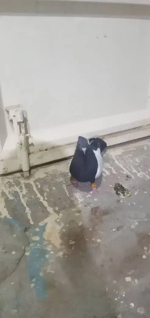 کبوتر سینه ای|پرنده|مسجد سلیمان, |دیوار