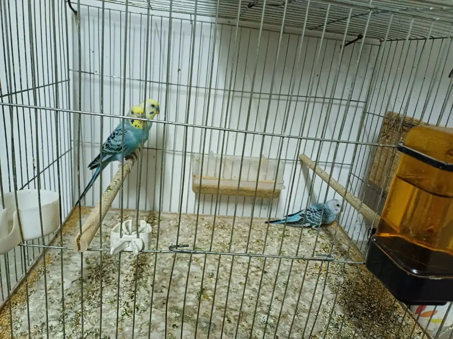 مرغ عشق رینبوبا جوجه و عروس نر|پرنده|رشت, کوی فکوری|دیوار