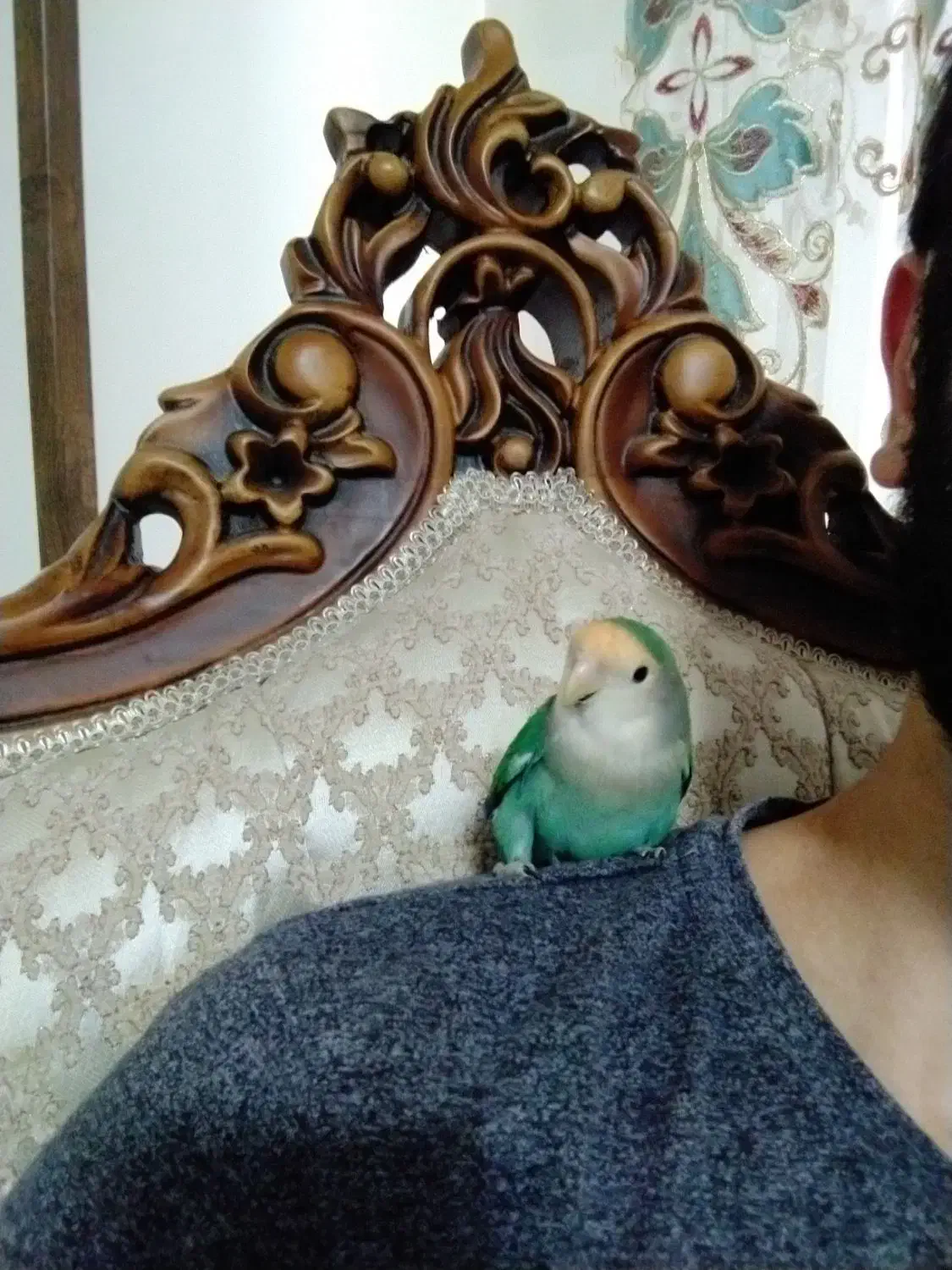 طوطی برزیلی سالم|پرنده|مشکیندشت, |دیوار