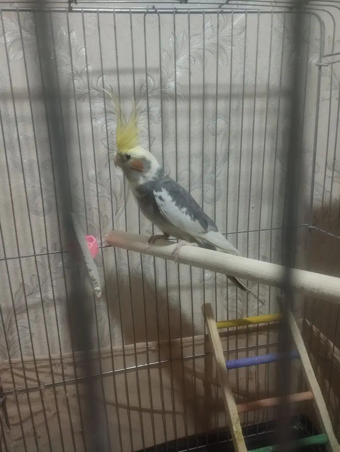 عروس هلندی|پرنده|پاکدشت, پاکدشت (مامازند)|دیوار