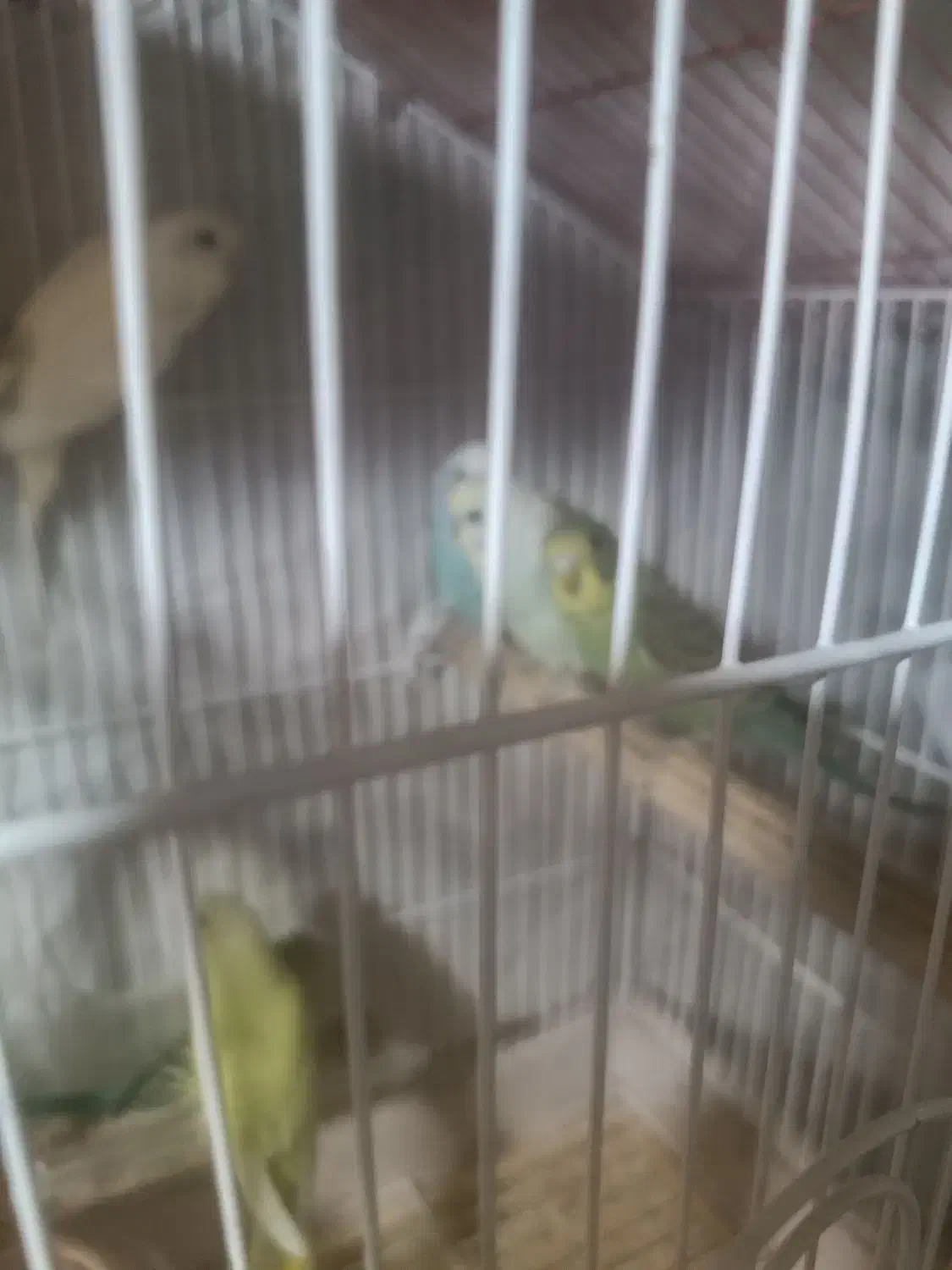 مرغ عشق|پرنده|جیرفت, |دیوار