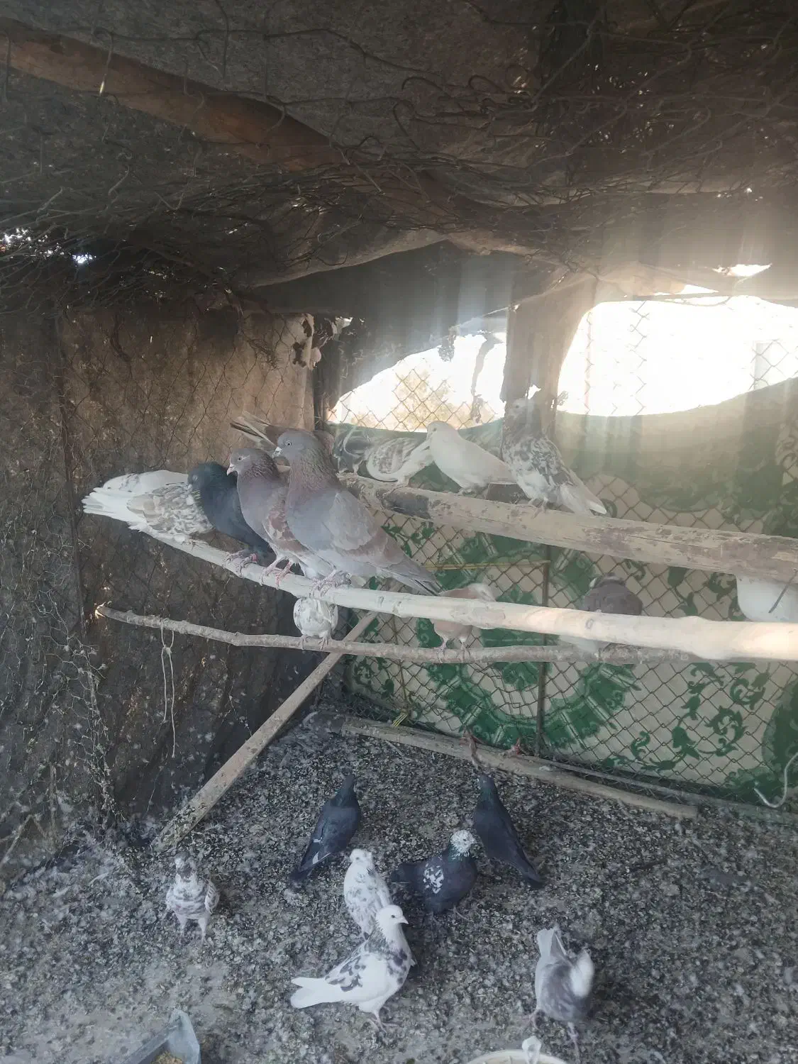 تعدای کبوتر|پرنده|قره چای, |دیوار