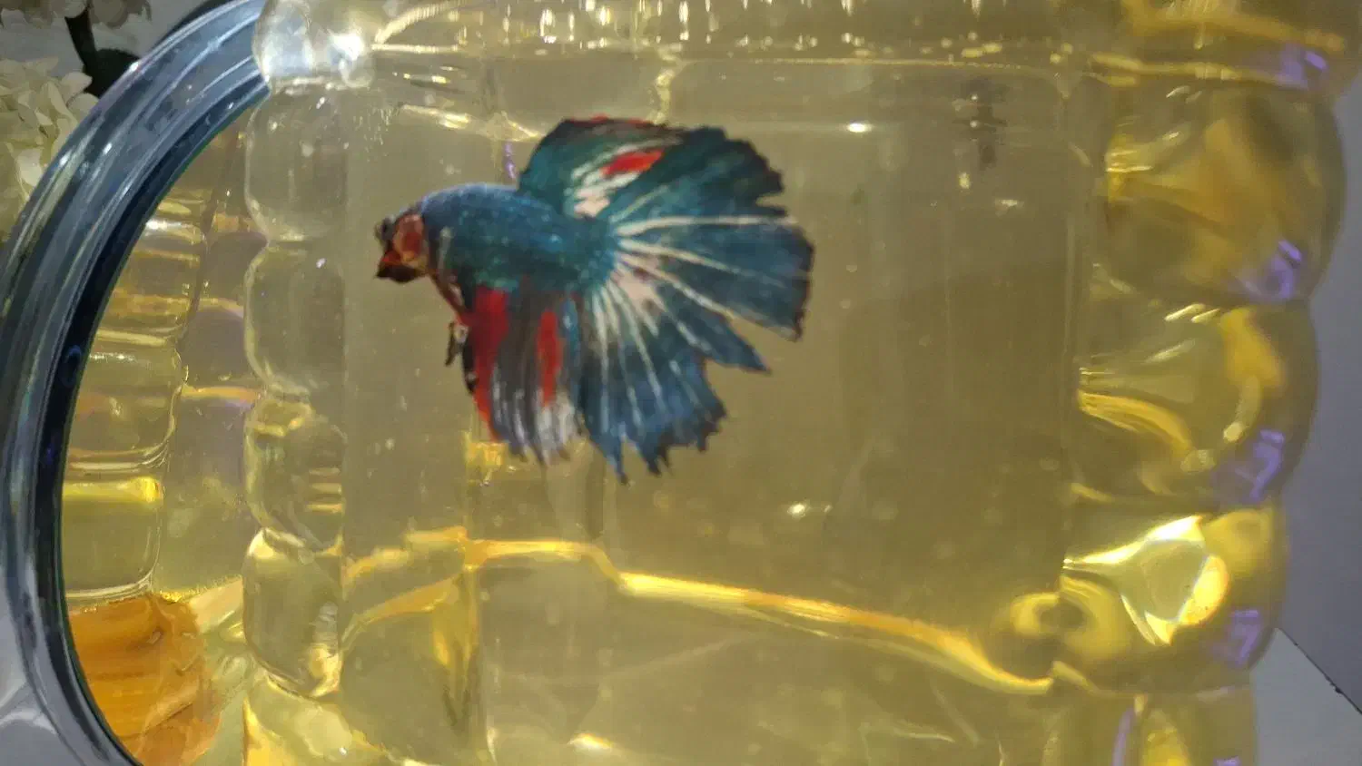 فایتر.بتا.دافنی|ماهی|رشت, نظری|دیوار