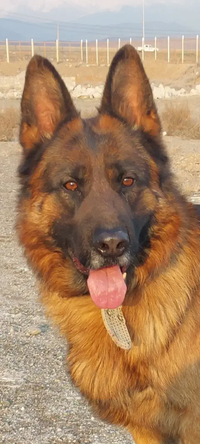 سگ ژرمن شولاین|سگ|محمدیه-قزوین, |دیوار