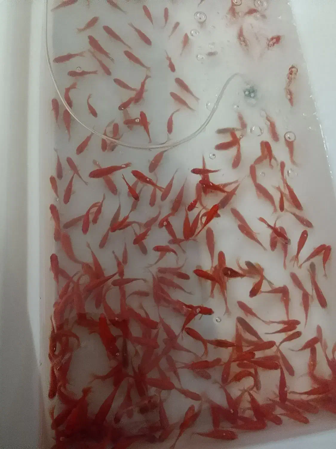 ماهی|ماهی|زارچ, |دیوار