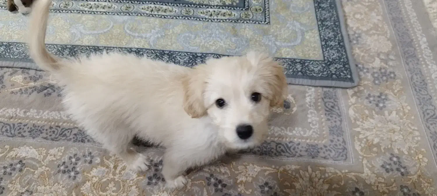 فروش سگ|سگ|اسلام‌شهر, شهرک واوان|دیوار