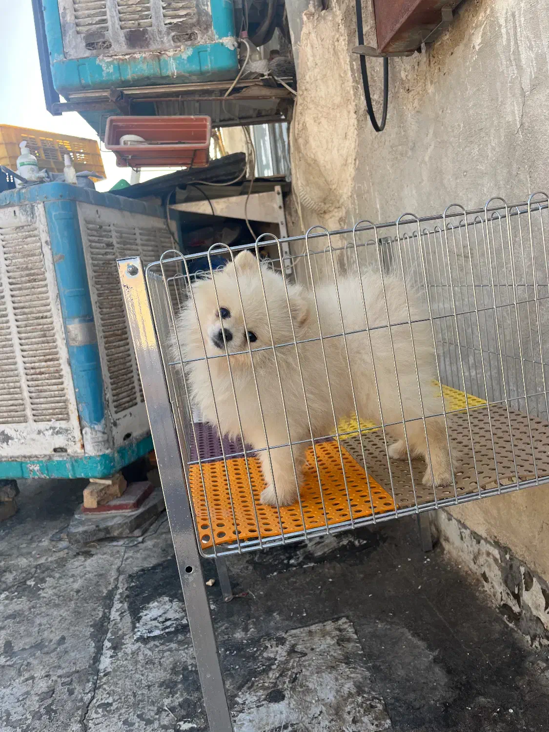 سگ پامرانین خرسی|سگ|ری, تقی آباد|دیوار