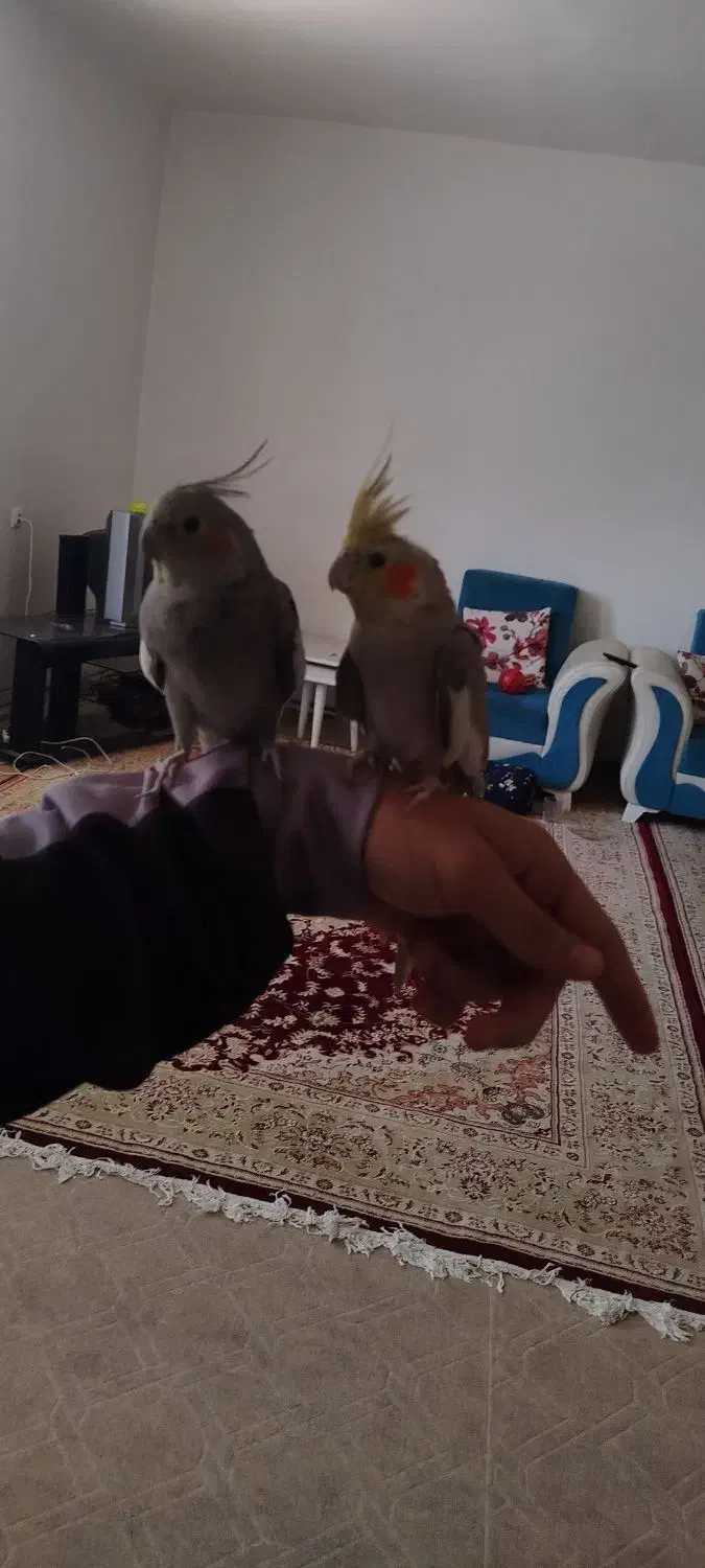 عروس هلندی|پرنده|نقده, |دیوار