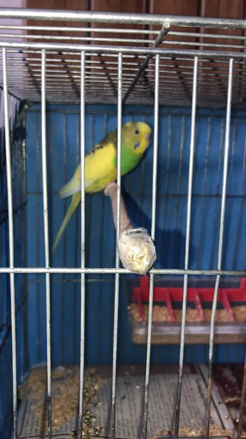 مرغ عشق|پرنده|رشت, گلزاران|دیوار