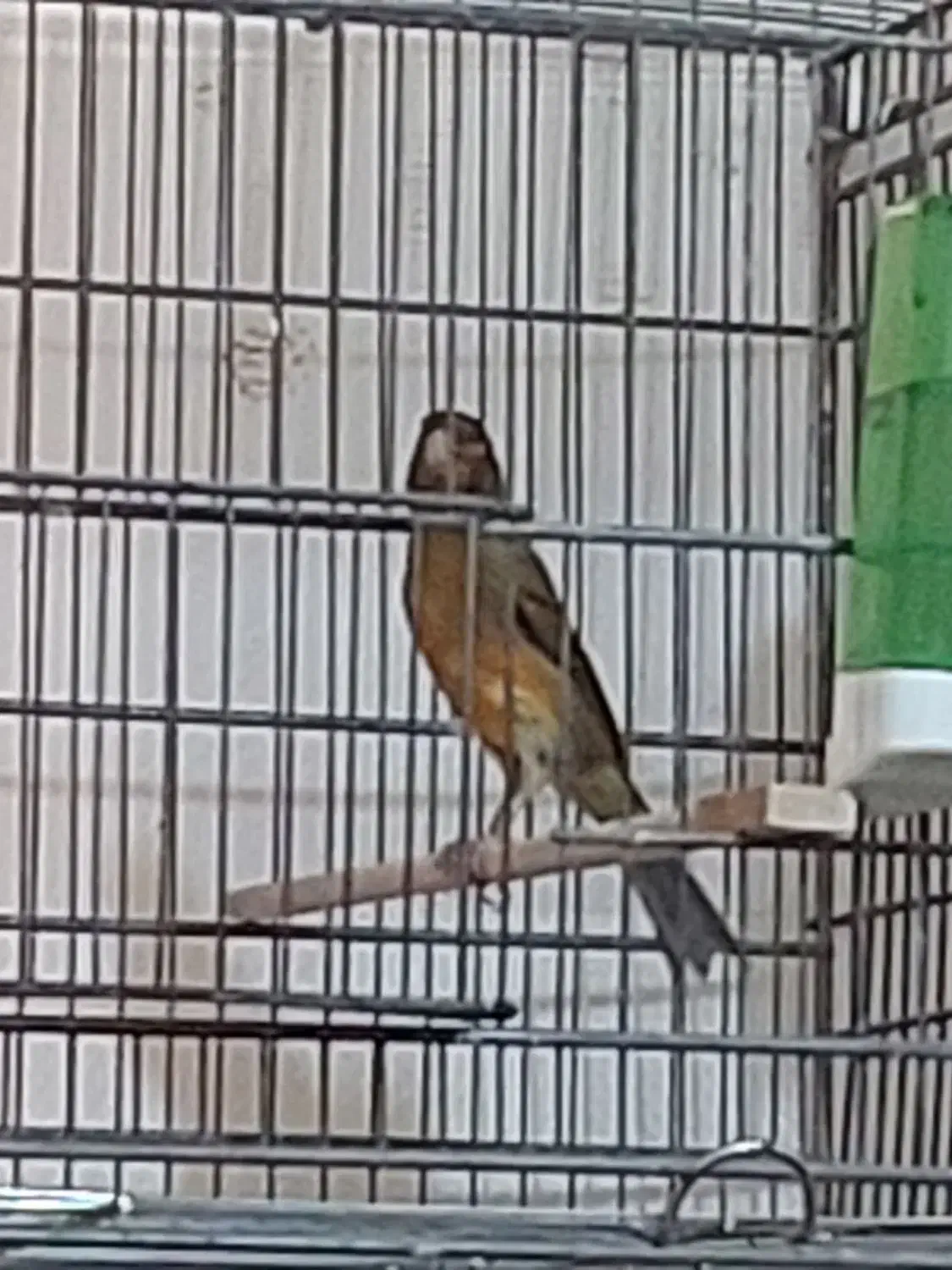 قناری نر فروش|پرنده|الوند, |دیوار