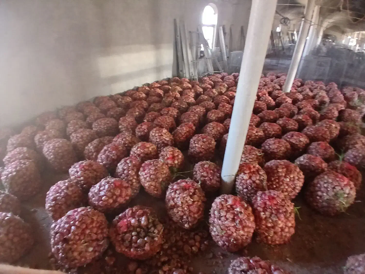 پیاز دامی|حراج|مبارکه, |دیوار