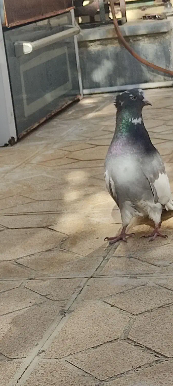 کبوتر ابلغ|پرنده|کرمانشاه, |دیوار