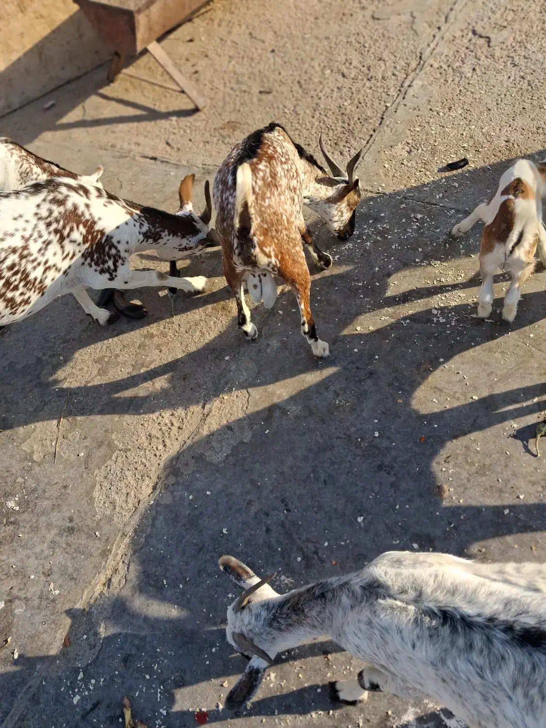 کهره نرذات نقشی دوکهره|حیوانات مزرعه|بندرعباس, |دیوار