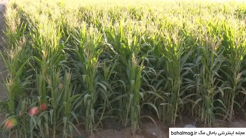 فروش ذرت علوفه ای|عمدهفروشی|سیدان, |دیوار