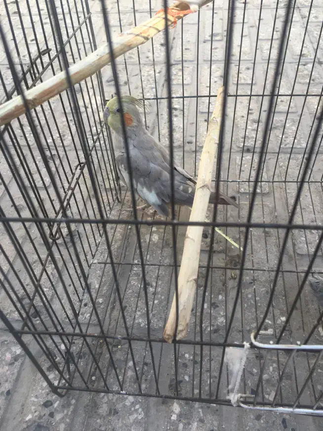 عروس هلندی معاوضه|پرنده|تهران, مشیریه|دیوار