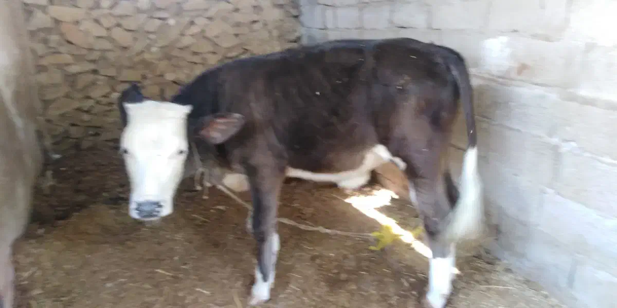 گاو و گوساله|حیوانات مزرعه|برازجان, |دیوار