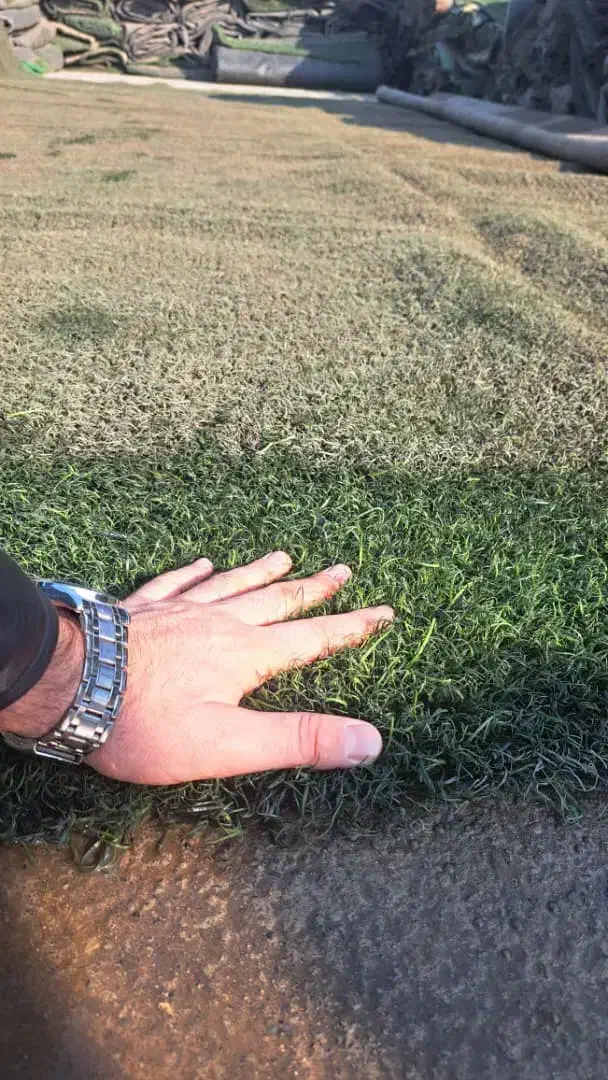 Grass خارجی|عمده‌فروشی|تهران, جوانمردان (اندیشه)|دیوار