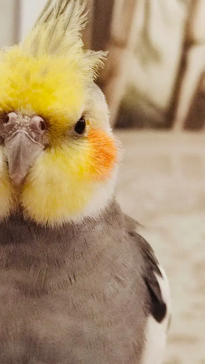 فروش عروس هلندی|پرنده|رشت, حمیدیان|دیوار