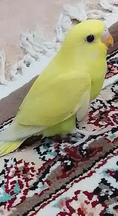 مرغ عشق|پرنده|گلبهار, شهر جدید گلبهار|دیوار