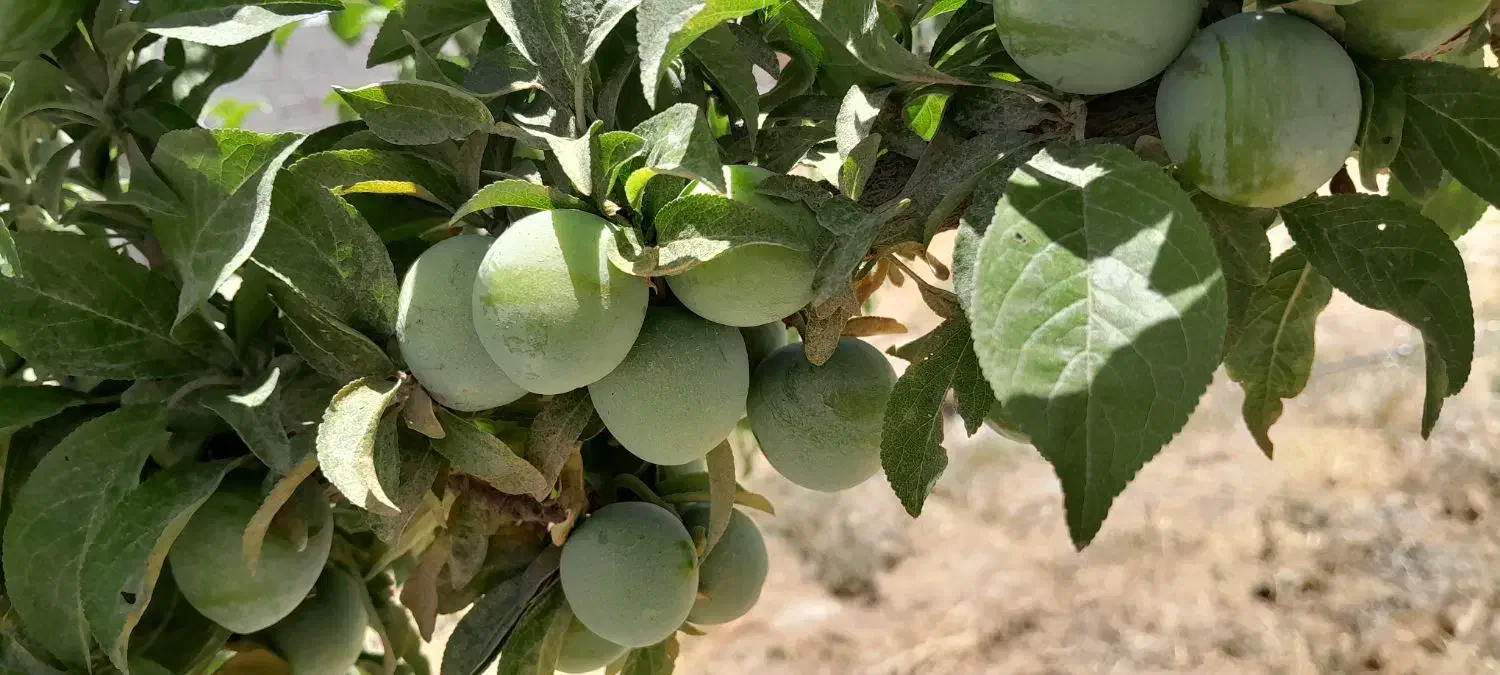 فروش باغ شهری 1500متری|فروش زمین و ملک کلنگی|مرودشت, ده بید|دیوار