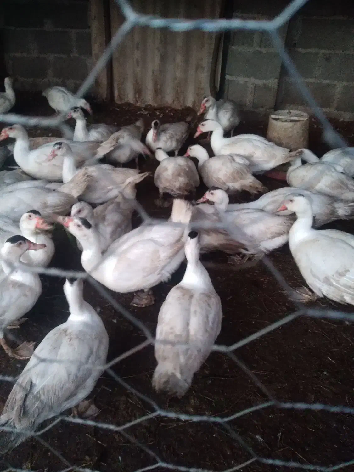 اردک اسرائیلی سفید و جوجه اردک اسرائیلی|حیوانات مزرعه|رشت, کوی عرفان|دیوار