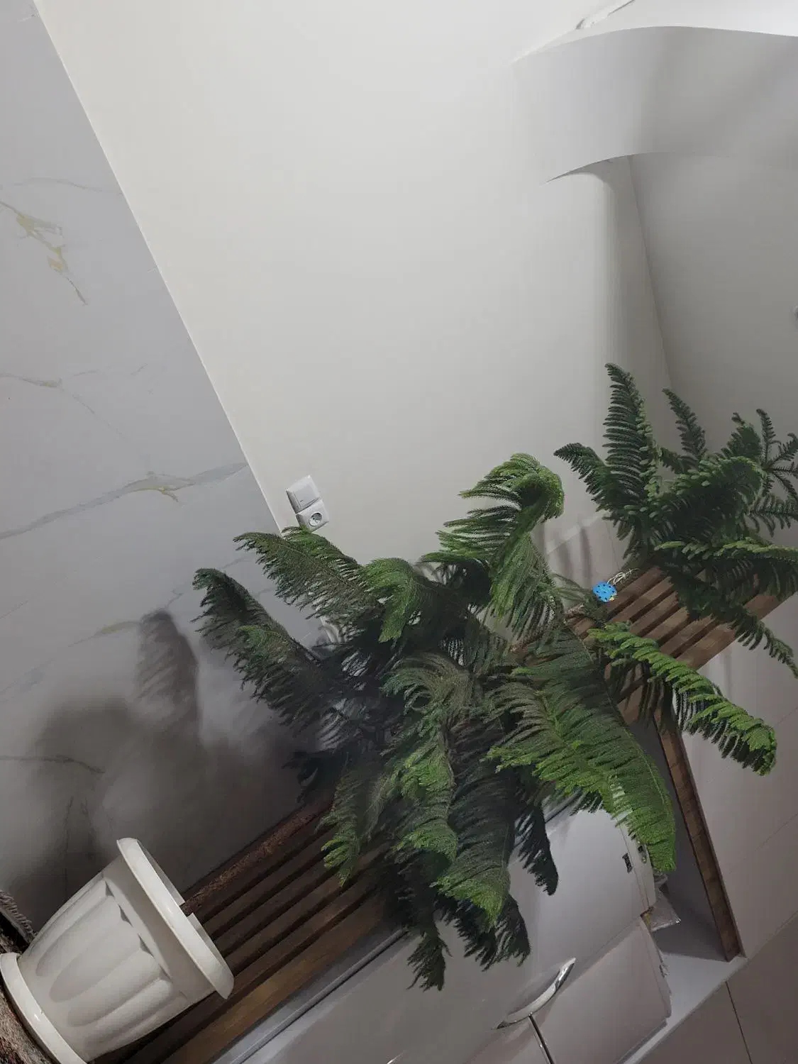 گل مطبق|گل و گیاه طبیعی|سامان, |دیوار