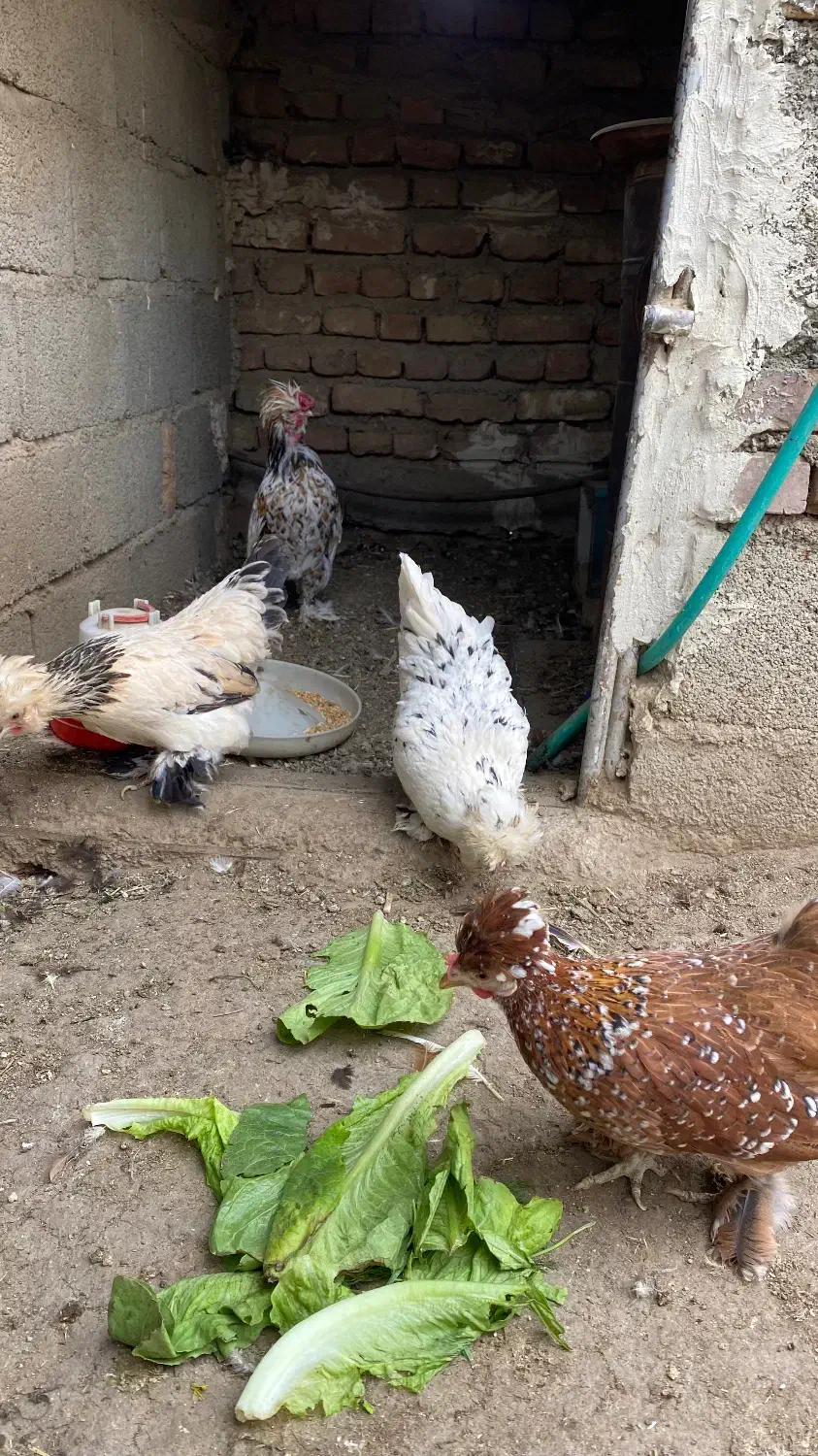 تخم نطفه دار پاکوتاه|حیوانات مزرعه|نوشین شهر, |دیوار