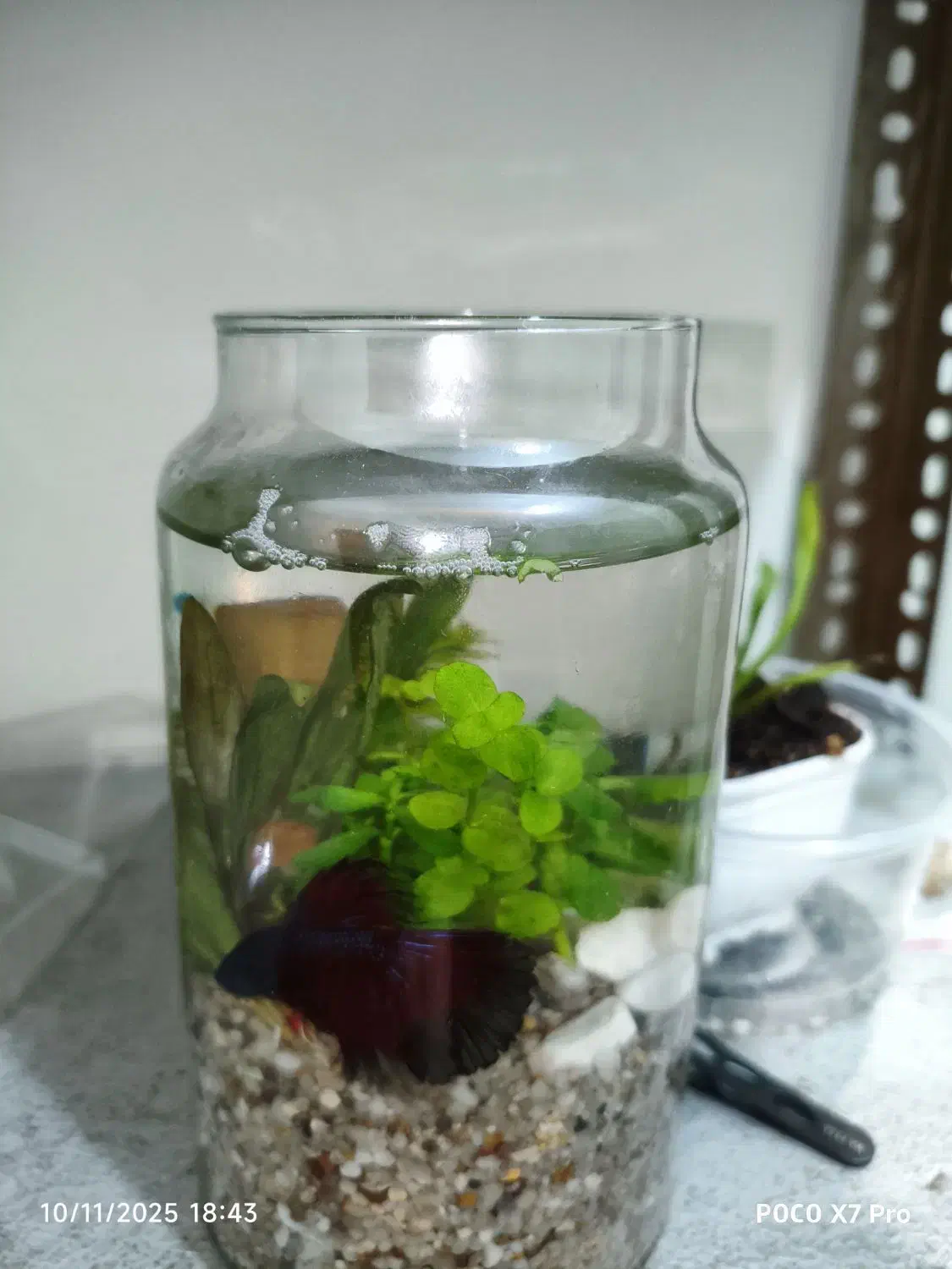 ماهی فایتر . تنگ به همراه گیاه طبیعی (پلنت)|ماهی|قم, چهل درخت‎|دیوار