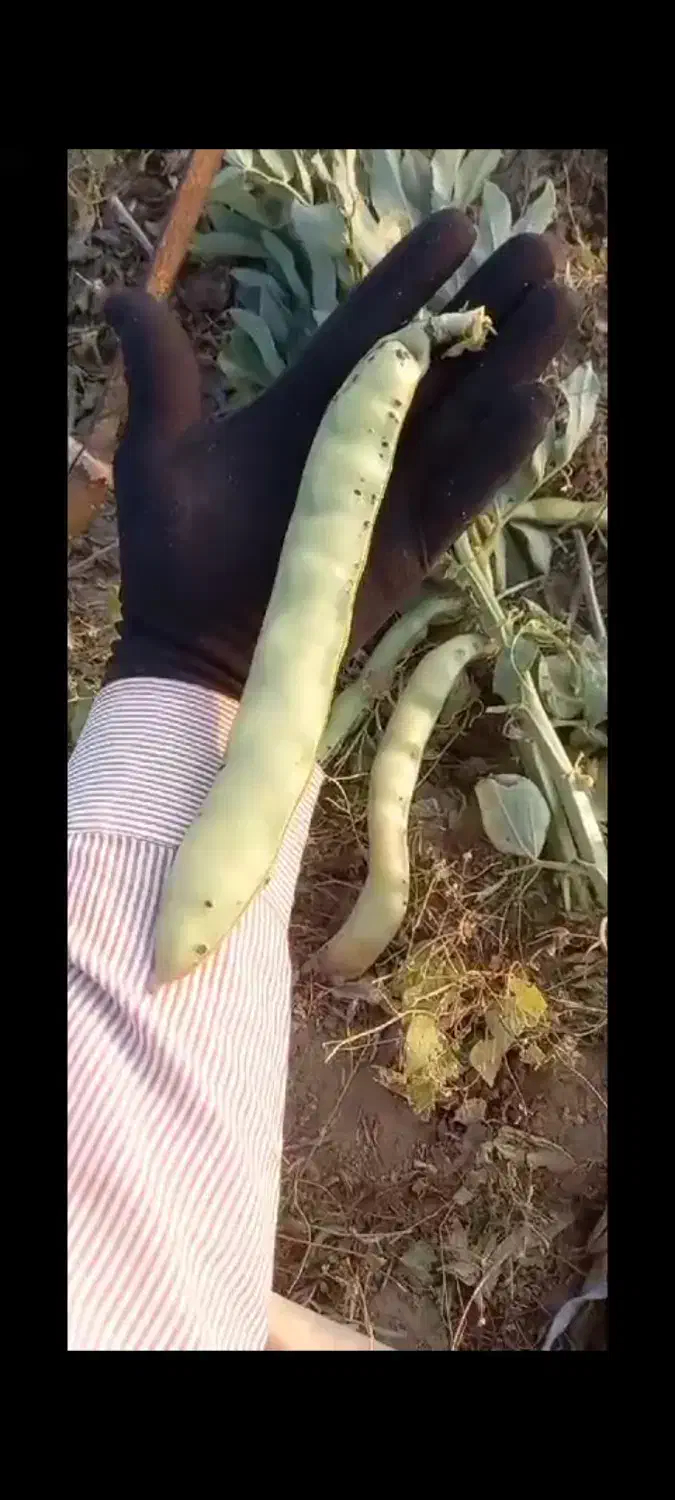 بذر باقلا باقله 7 بند شاخ بزی تضمینی|حراج|بروجرد, |دیوار